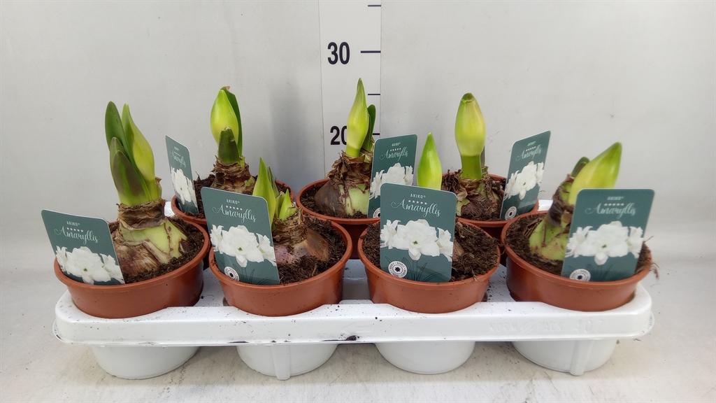 Горшечные цветы и растения оптом Hippeastrum   ... от 7шт' из Голландии с доставкой по России