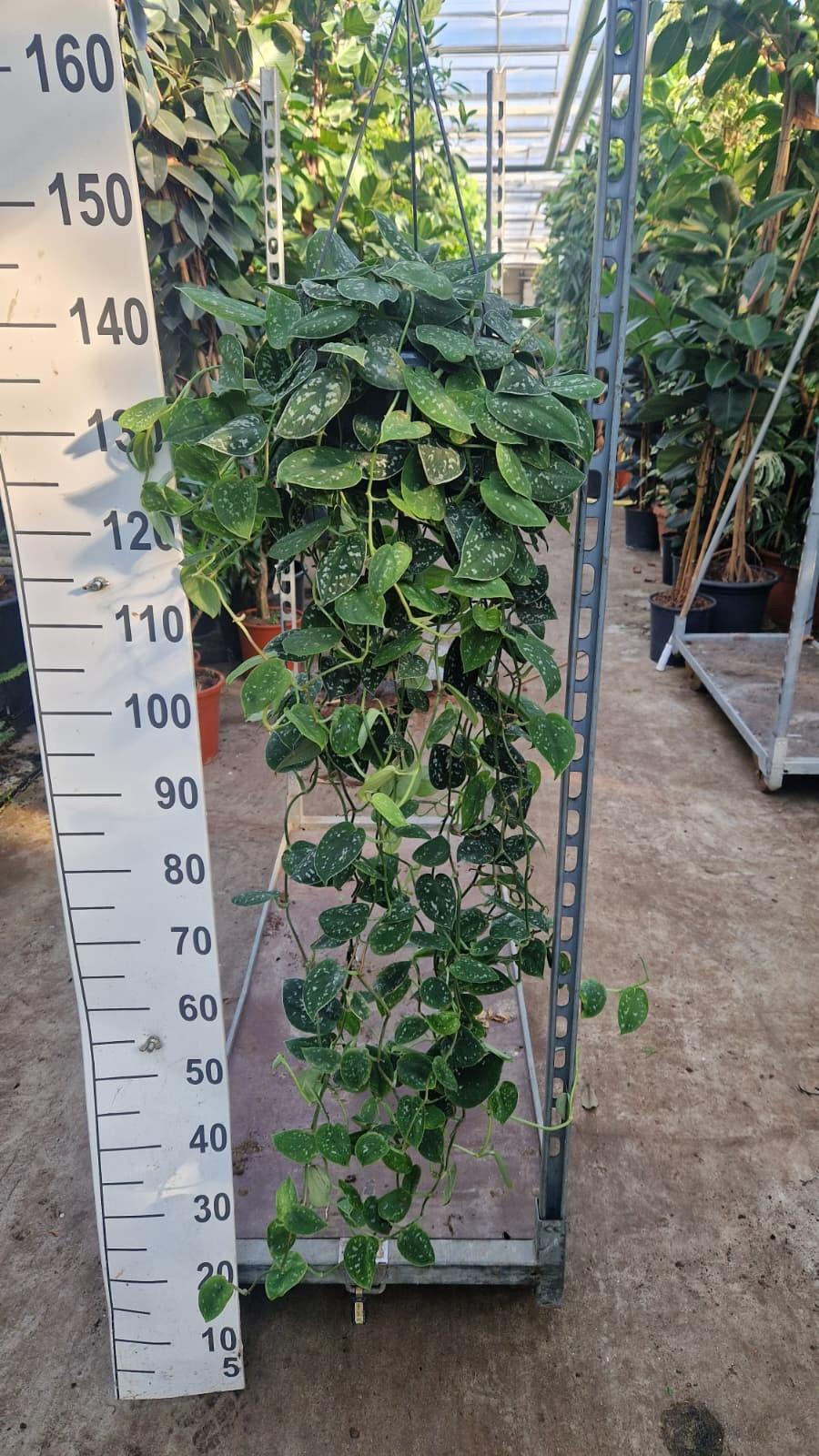 Горшечные цветы и растения оптом Scindapsus Pictus Argyraeus Hangplant от 2шт из Голландии с доставкой по России
