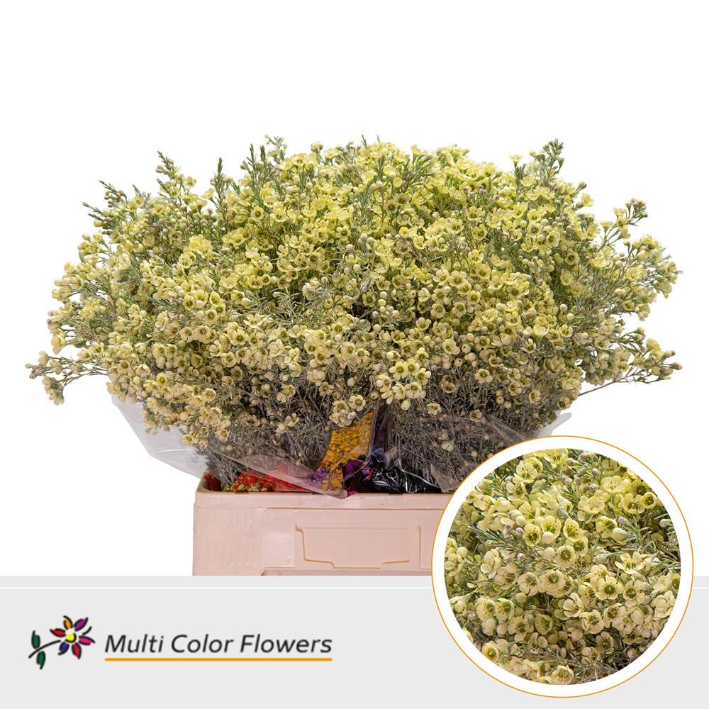 Срезанные цветы оптом Chamelaucium paint creme от 100шт из Голландии с доставкой по России