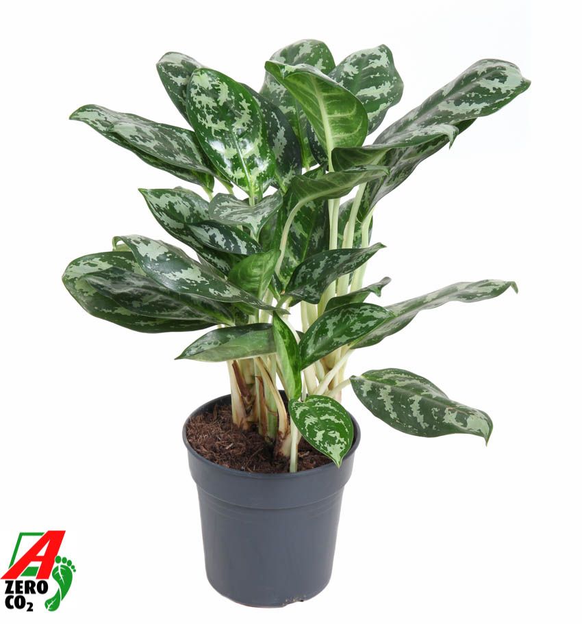 Горшечные цветы и растения оптом Aglaonema Amazone Silver от 1шт из Голландии с доставкой по России
