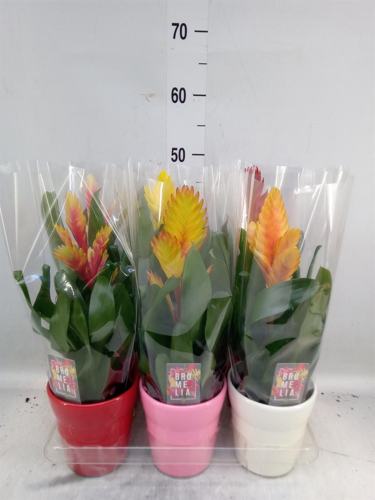 Горшечные цветы и растения оптом Vriesea   ...mix 6 от 6шт из Голландии с доставкой по России