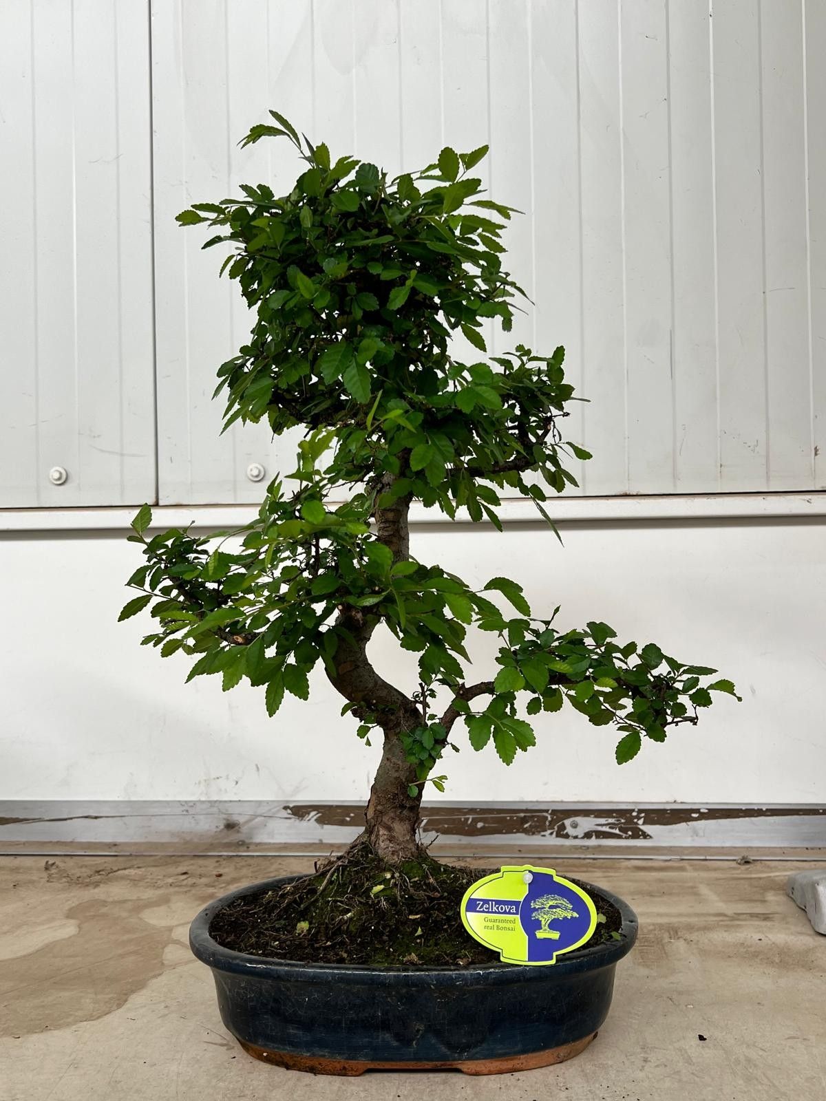 Горшечные цветы и растения оптом Bonsai Zeikova Without Driptray от 2шт из Голландии с доставкой по России