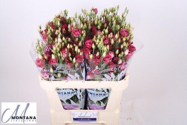 Срезанные цветы оптом Lisianthus do rosita red от 40шт из Голландии с доставкой по России