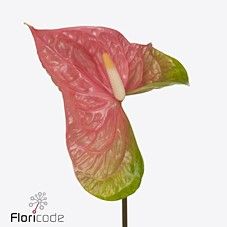 Срезанные цветы оптом Anthurium pink jesolo от 12шт. из Голландии с доставкой по России