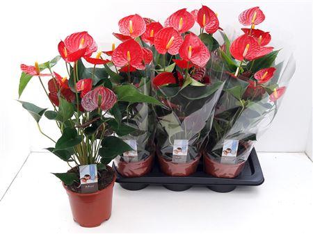 Горшечные цветы и растения оптом Anthu Fl Carino Puro 6-8 Bloemen+ от 6шт из Голландии с доставкой по России