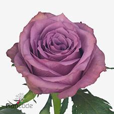 Срезанные цветы оптом Rosa large new orleans от 260шт из Голландии с доставкой по России