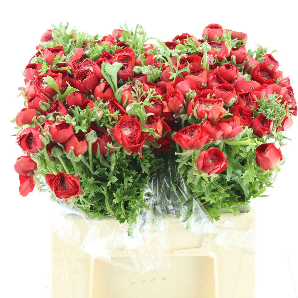 Срезанные цветы оптом Ranunculus elegance red от 100шт из Голландии с доставкой по России