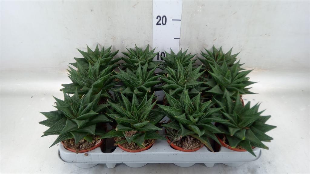 Горшечные цветы и растения оптом Haworthia Limifolia от 12шт (для телеги) из Голландии с доставкой по России