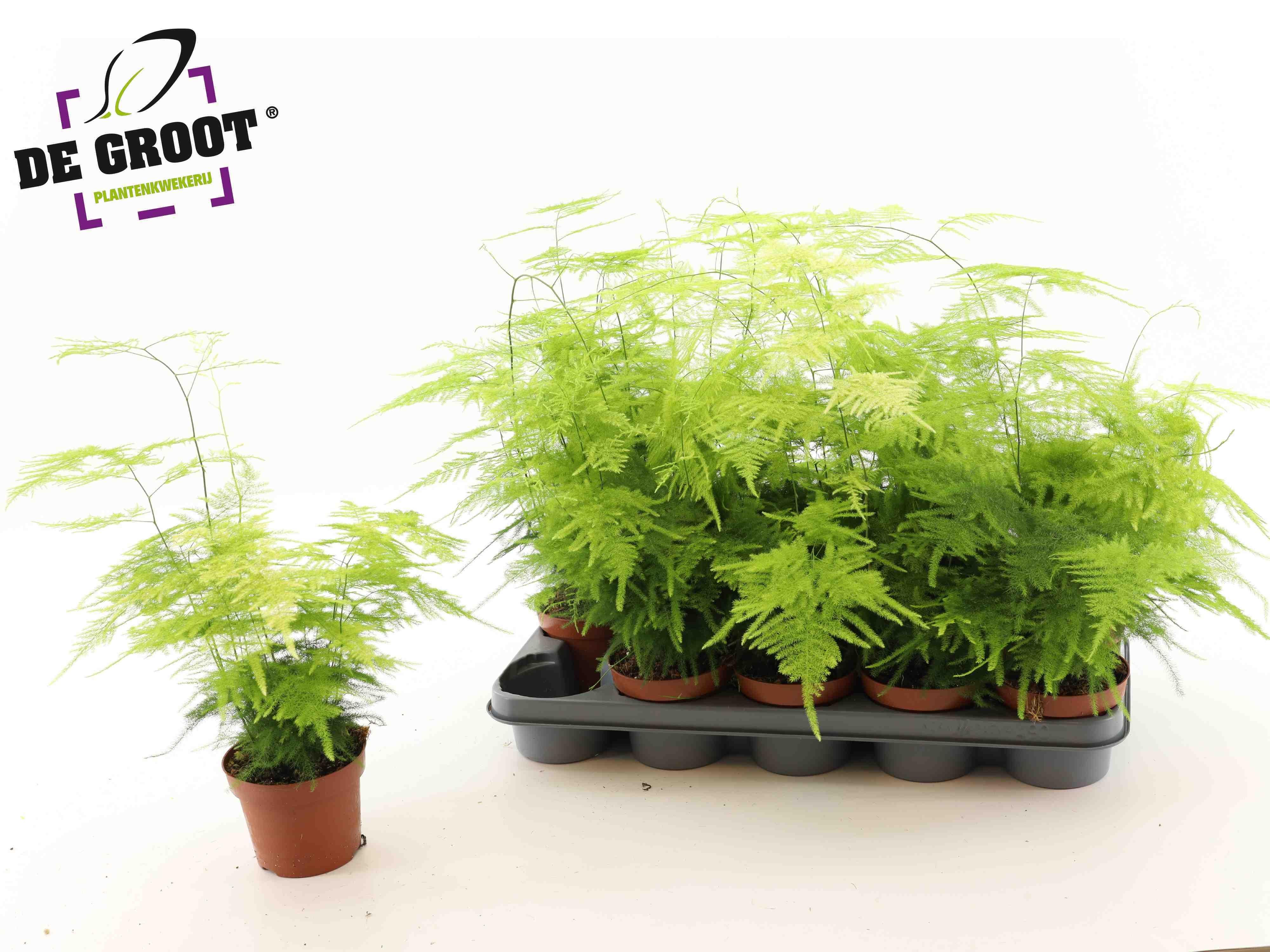 Горшечные цветы и растения оптом Aspar Setaceus от 10шт из Голландии с доставкой по России