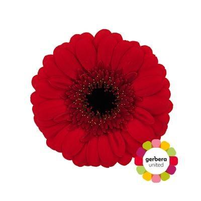 Срезанные цветы оптом Germini diamond red ruby от 60шт. из Голландии с доставкой по России