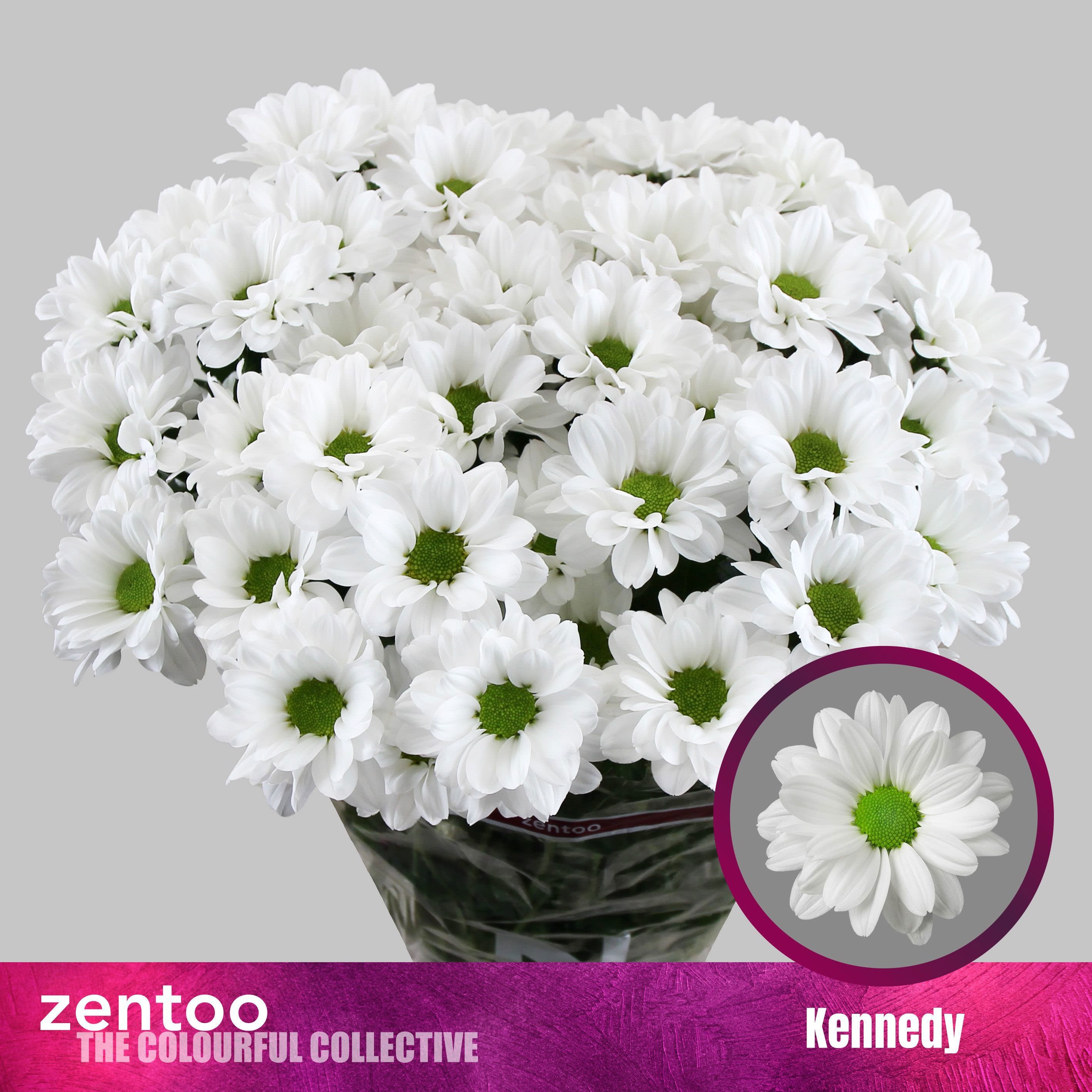 Срезанные цветы оптом Chrys sp kennedy от 80шт.. из Голландии с доставкой по России