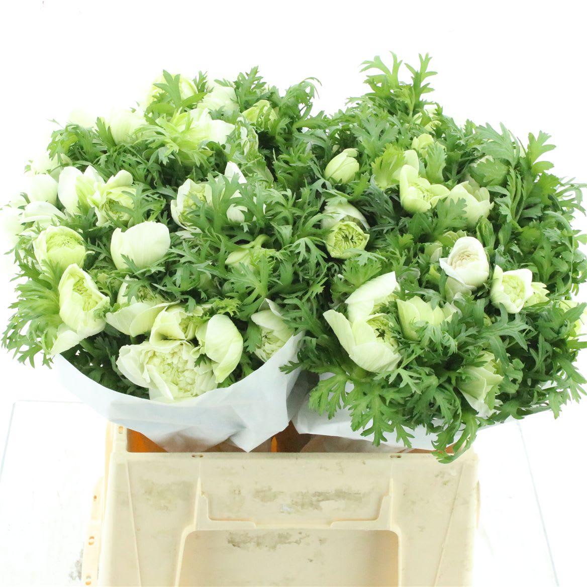 Срезанные цветы оптом Anemone fullstar pure white от 100шт из Голландии с доставкой по России