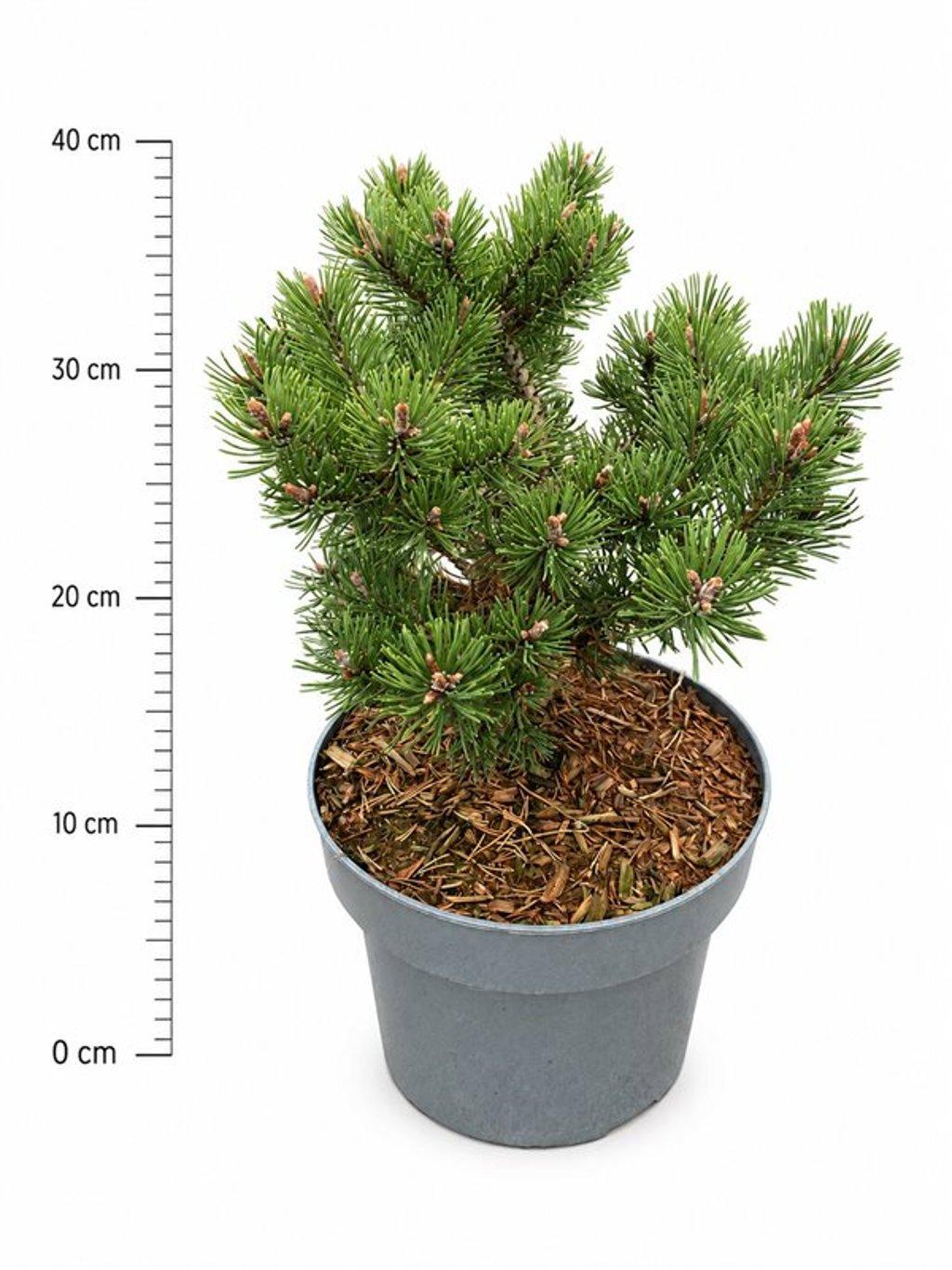 Горшечные цветы и растения оптом Pinus Mugo Klosters Grun от 1шт из Голландии с доставкой по России