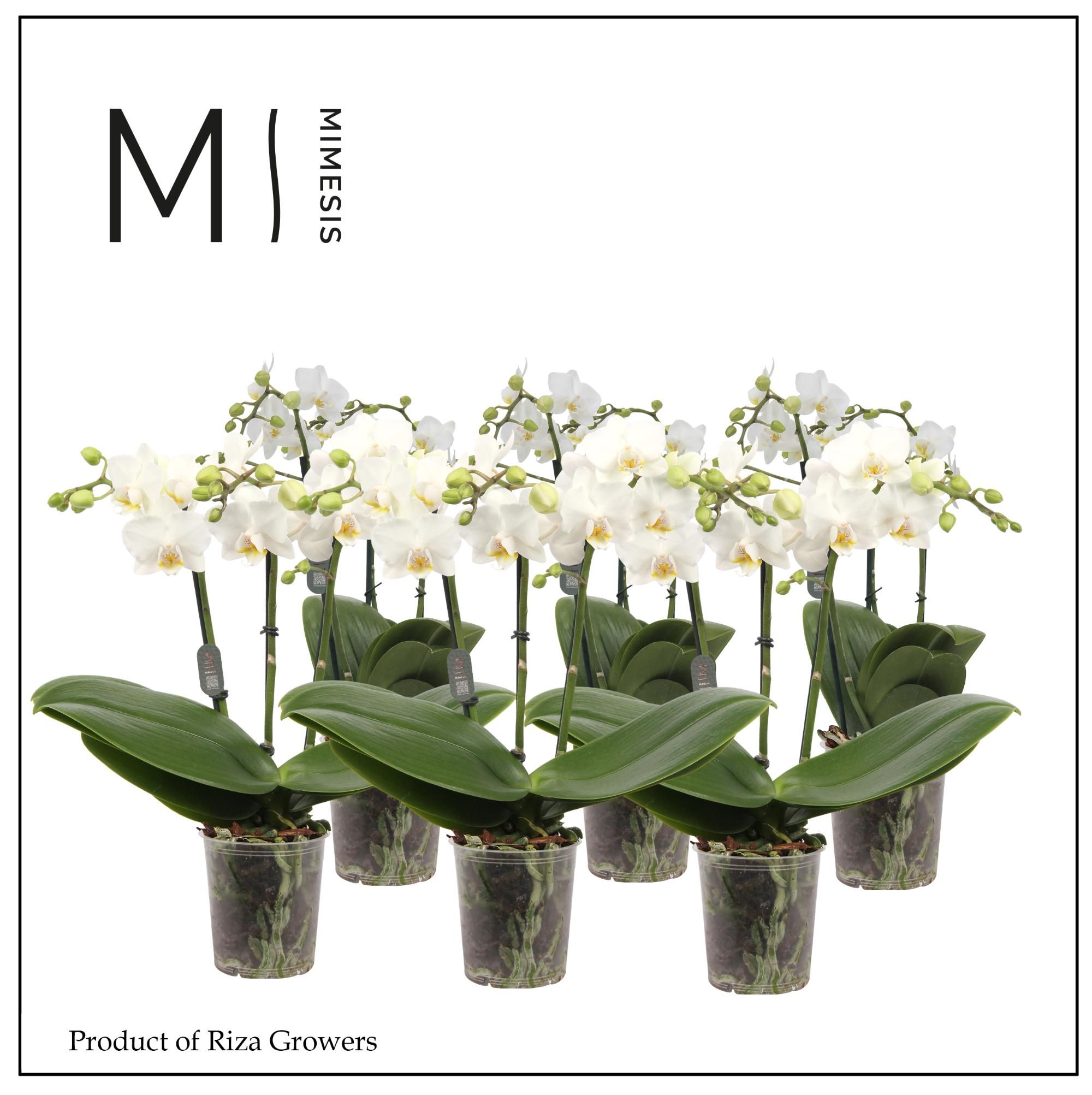 Горшечные цветы и растения оптом Phal 2st White 20+ Mimesis (orchid Growers) от 12шт (для телеги) из Голландии с доставкой по России