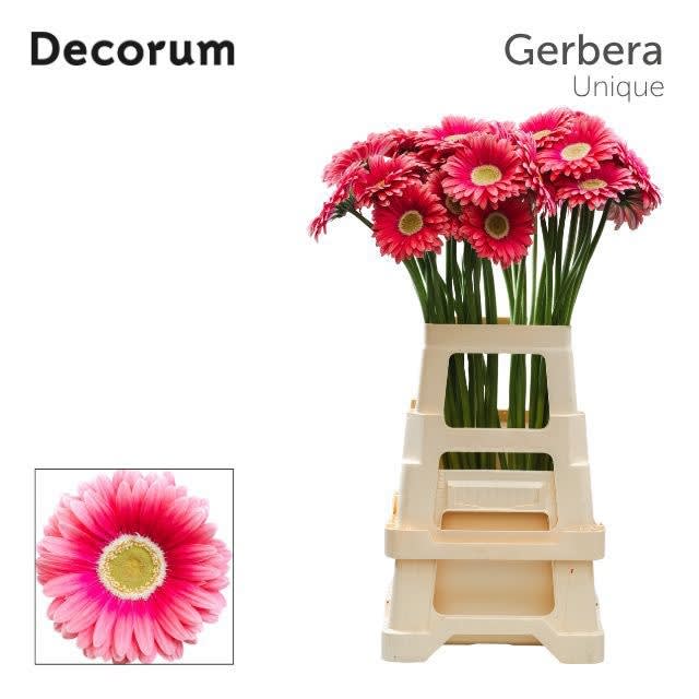 Срезанные цветы оптом Gerbera unique от 40шт из Голландии с доставкой по России