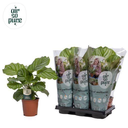 Горшечные цветы и растения оптом Calathea Orbifolia от 6шт из Голландии с доставкой по России