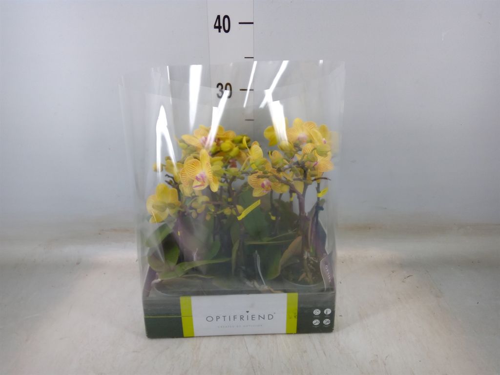 Горшечные цветы и растения оптом Phalaenopsis Multi.   ...yellow от 8шт (для телеги) из Голландии с доставкой по России
