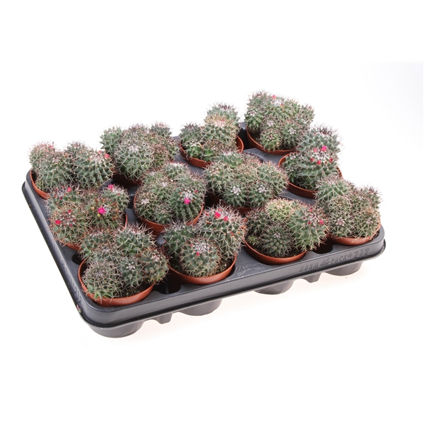 Горшечные цветы и растения оптом Mammillaria Hildagensis от 12шт (для телеги) из Голландии с доставкой по России