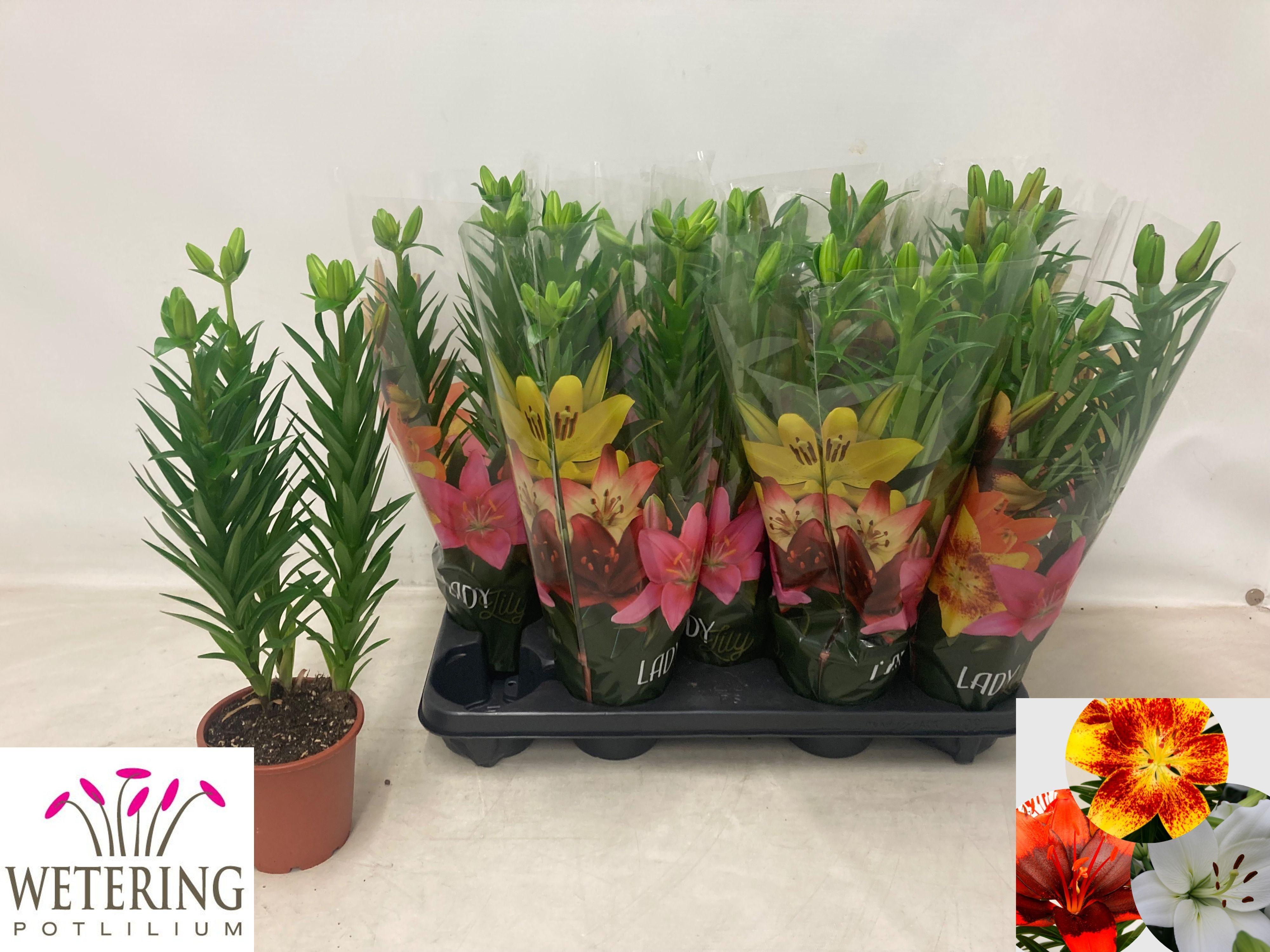 Горшечные цветы и растения оптом Lilium As Mix 3pp от 9шт из Голландии с доставкой по России Горшечные цветы и растения оптом Lilium As Mix 3pp от 9шт из Голландии с доставкой по России