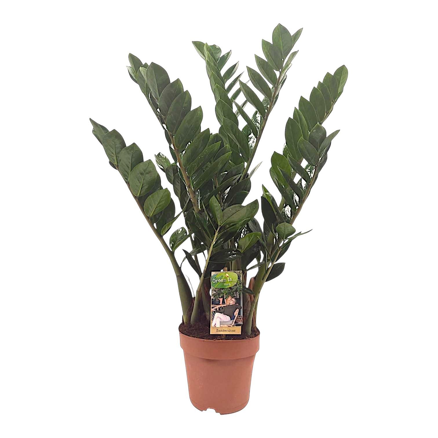 Горшечные цветы и растения оптом Zamioculcas 4+ от 6шт из Голландии с доставкой по России