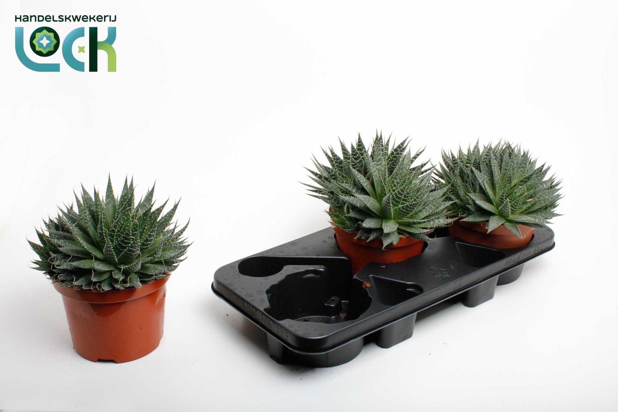 Горшечные цветы и растения оптом Aloe Aristata от 3шт из Голландии с доставкой по России