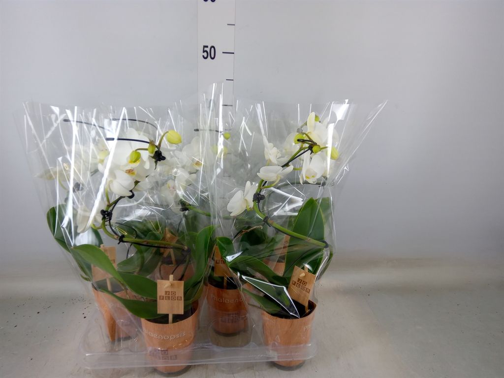 Горшечные цветы и растения оптом Phalaenopsis   ... от 6шт (для телеги) из Голландии с доставкой по России