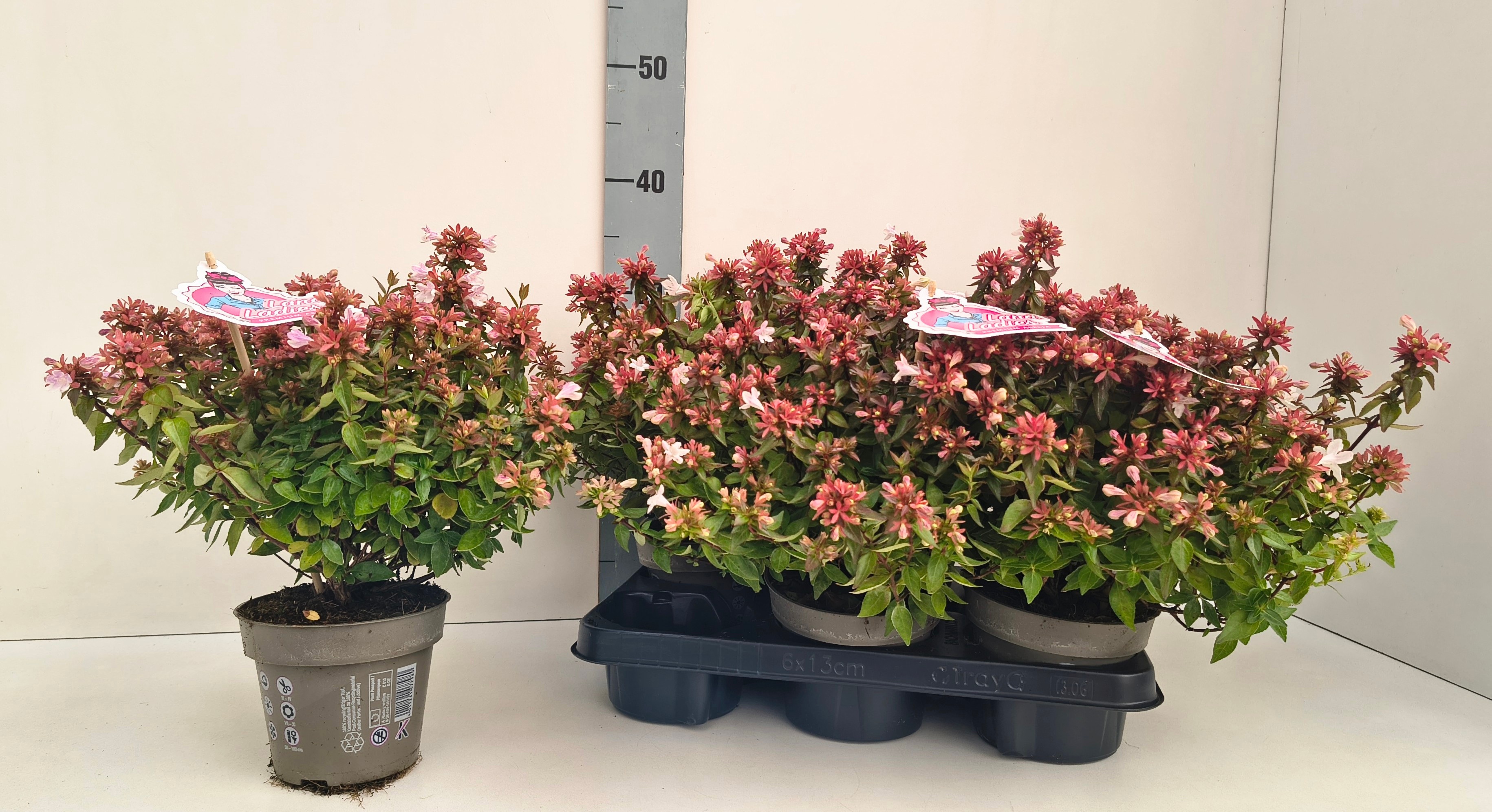 Горшечные цветы и растения оптом Abel Grandiflora от 6шт из Голландии с доставкой по России