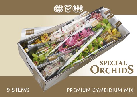 Срезанные цветы оптом Cymbidium mix от 9шт.. из Голландии с доставкой по России