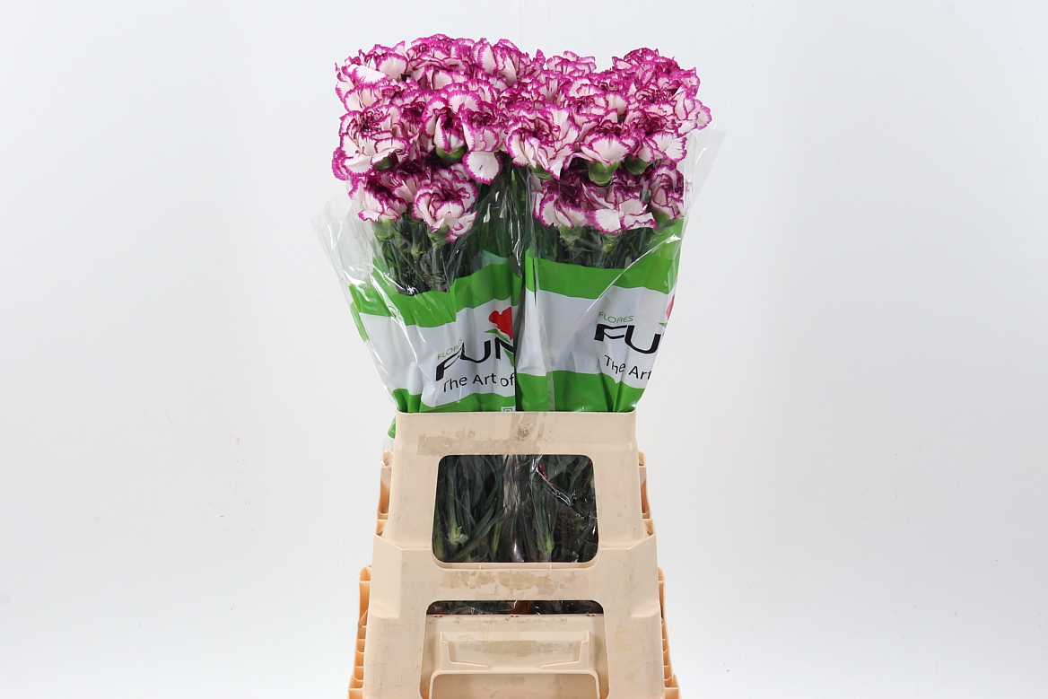 Срезанные цветы оптом Dianthus st kino от 80шт из Голландии с доставкой по России