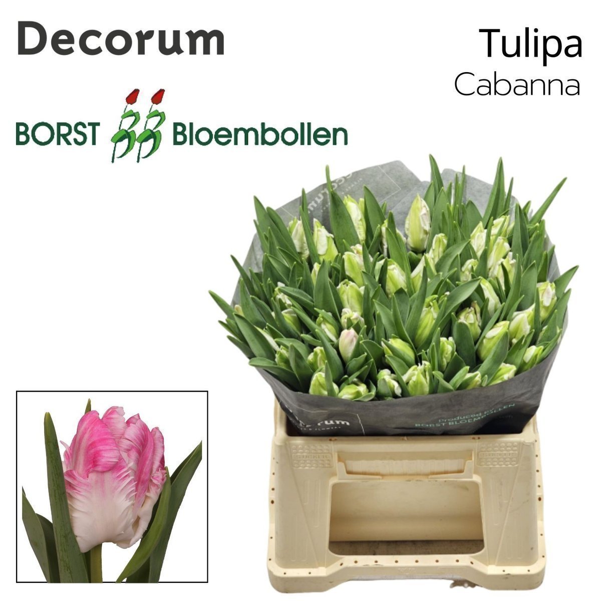 Срезанные цветы оптом Tulipa pa cabana от 50шт из Голландии с доставкой по России Срезанные цветы оптом Tulipa pa cabana от 50шт из Голландии с доставкой по России