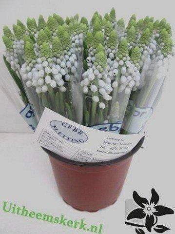 Срезанные цветы оптом Muscari manon от 100шт из Голландии с доставкой по России