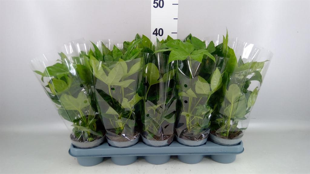 Горшечные цветы и растения оптом Fatsia Japonica A от 10шт из Голландии с доставкой по России