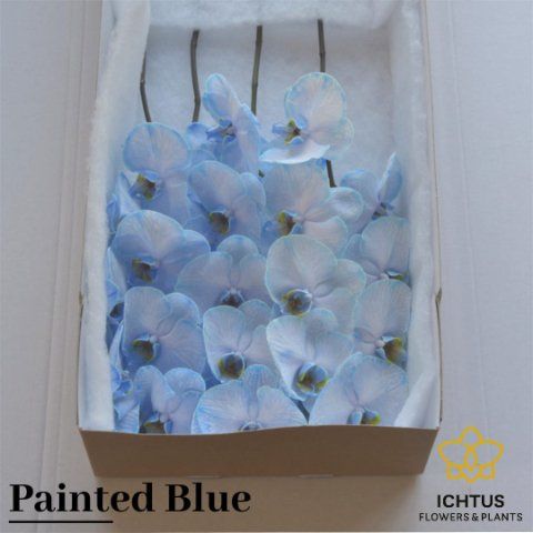 Срезанные цветы оптом Phalaenopsis paint blue от 10шт из Голландии с доставкой по России