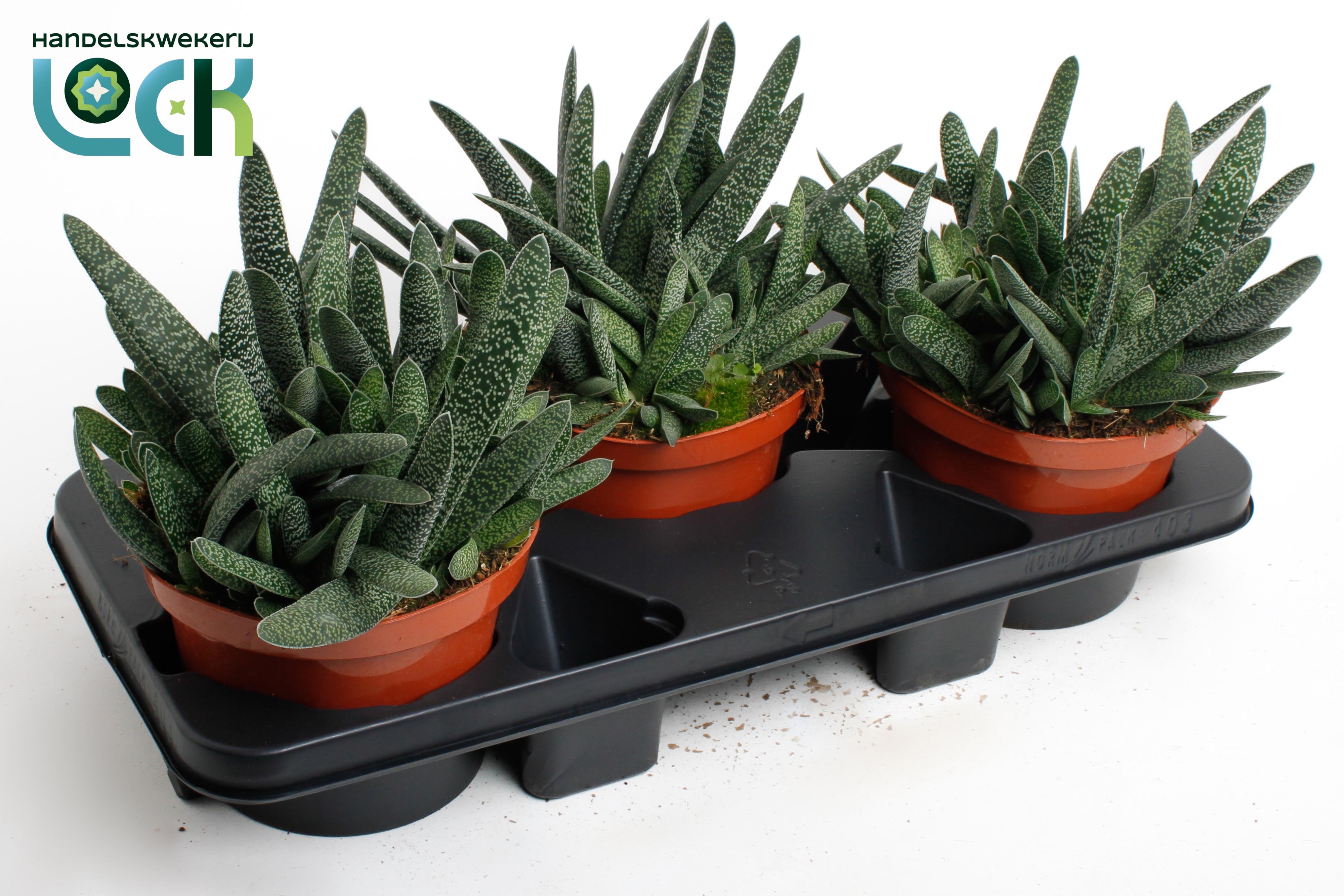 Горшечные цветы и растения оптом Gasteria Verrucosa от 3шт из Голландии с доставкой по России