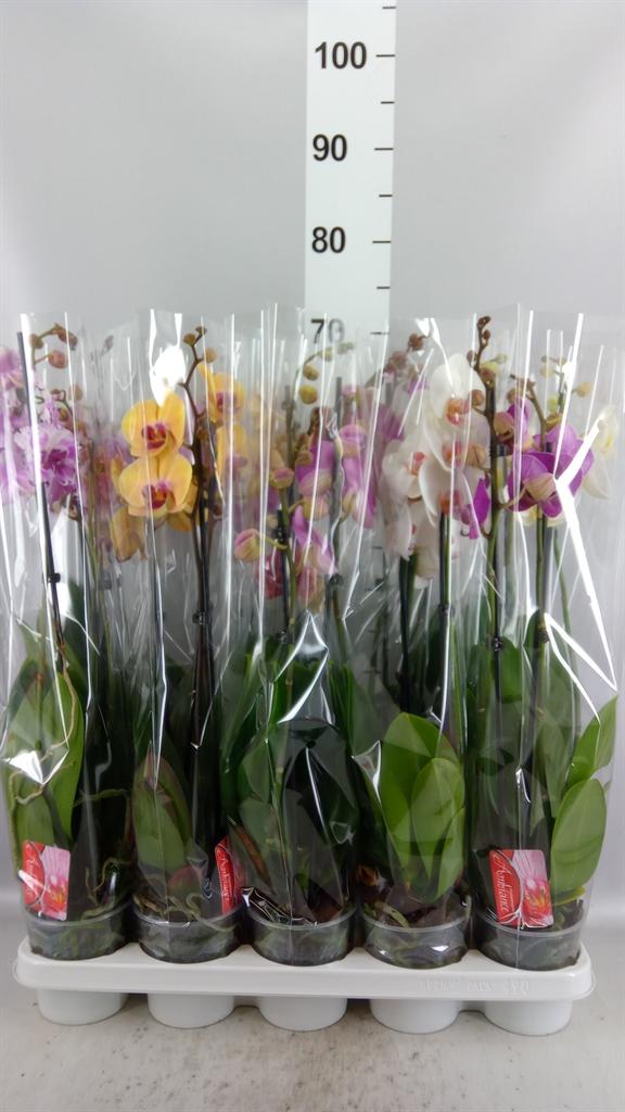 Горшечные цветы и растения оптом Phalaenopsis ...mix от 10шт из Голландии с доставкой по России