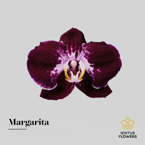 Срезанные цветы оптом Phalaenopsis margarita (per flower) от 100шт из Голландии с доставкой по России