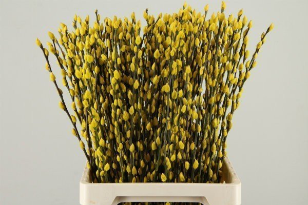 Срезанные цветы оптом Salix paint pussy willow yellow от 50шт из Голландии с доставкой по России