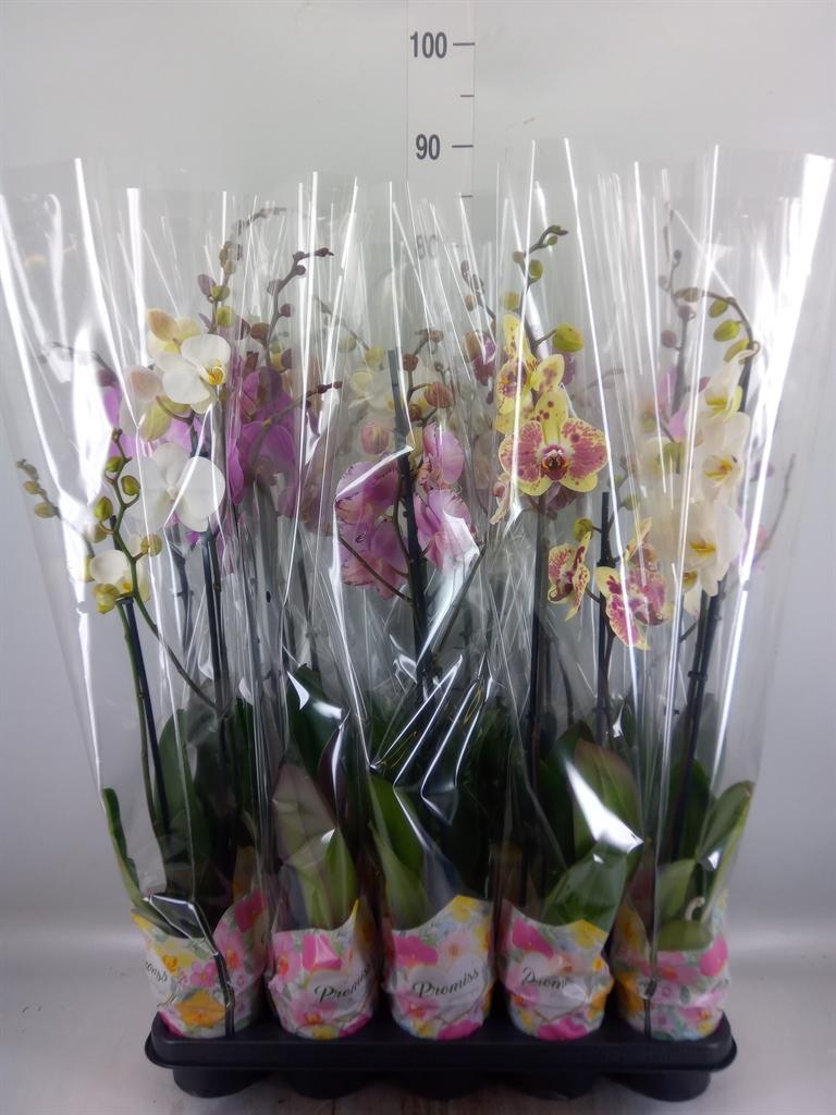 Горшечные цветы и растения оптом Phalaenopsis   ...mix  5 от 10шт из Голландии с доставкой по России