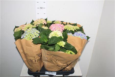 Горшечные цветы и растения оптом Hydr M Gem 5+ от 6шт из Голландии с доставкой по России