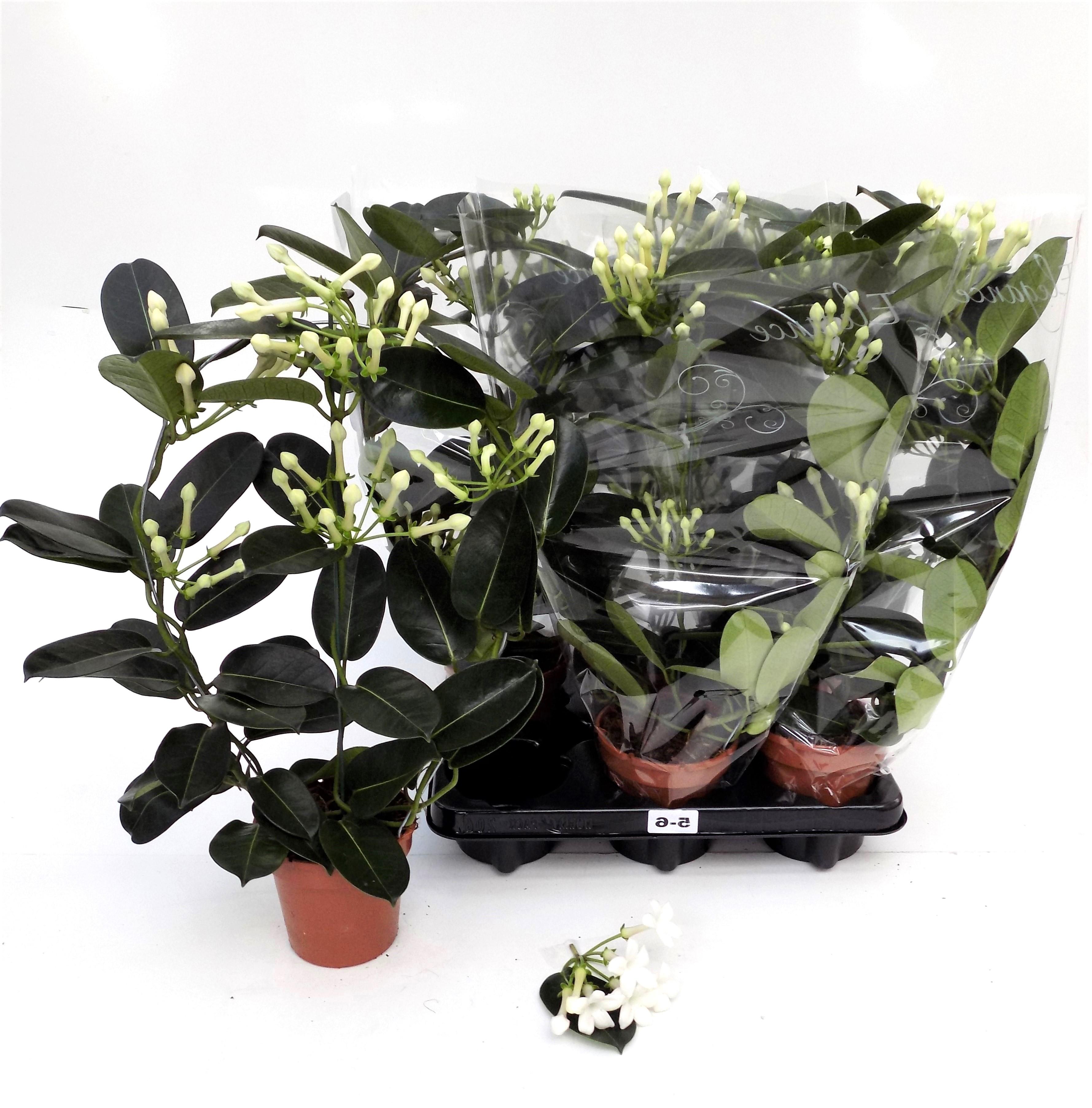 Горшечные цветы и растения оптом Steph Fl Ov от 6шт из Голландии с доставкой по России