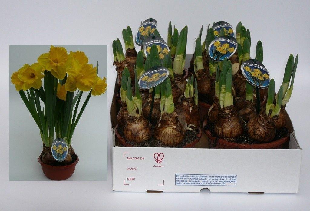 Горшечные цветы и растения оптом Narc T Gold Medal от 7шт из Голландии с доставкой по России