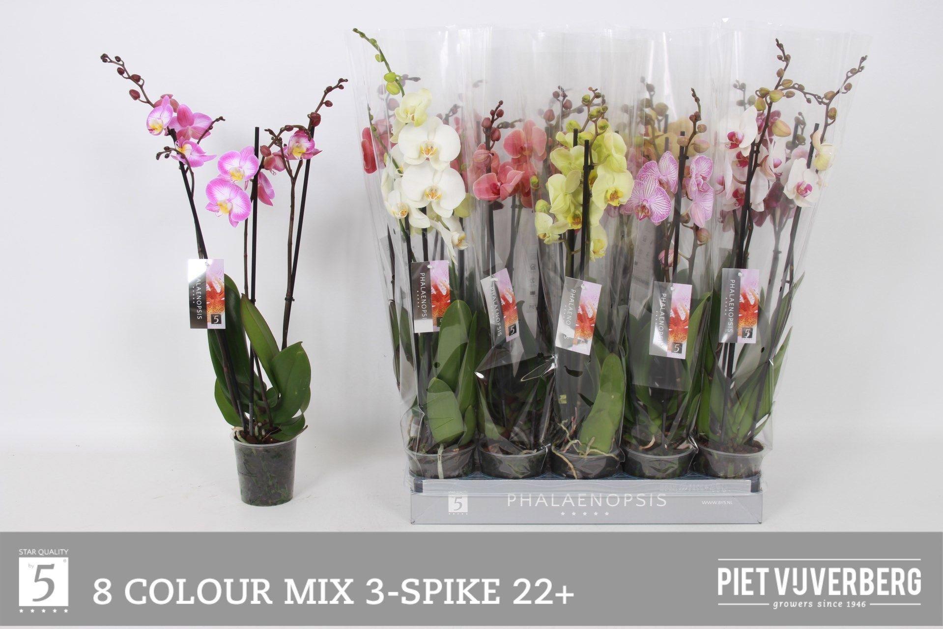 Горшечные цветы и растения оптом Phal Gem 8 Kl от 10шт из Голландии с доставкой по России