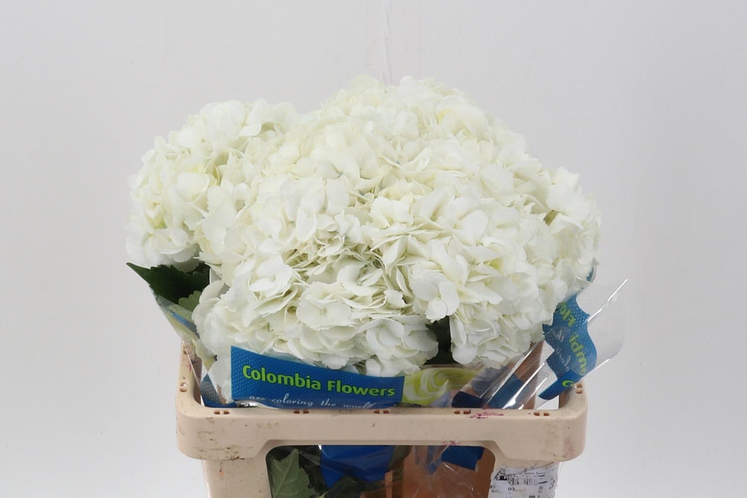 Срезанные цветы оптом Hydrangea white jumbo от 5шт из Голландии с доставкой по России