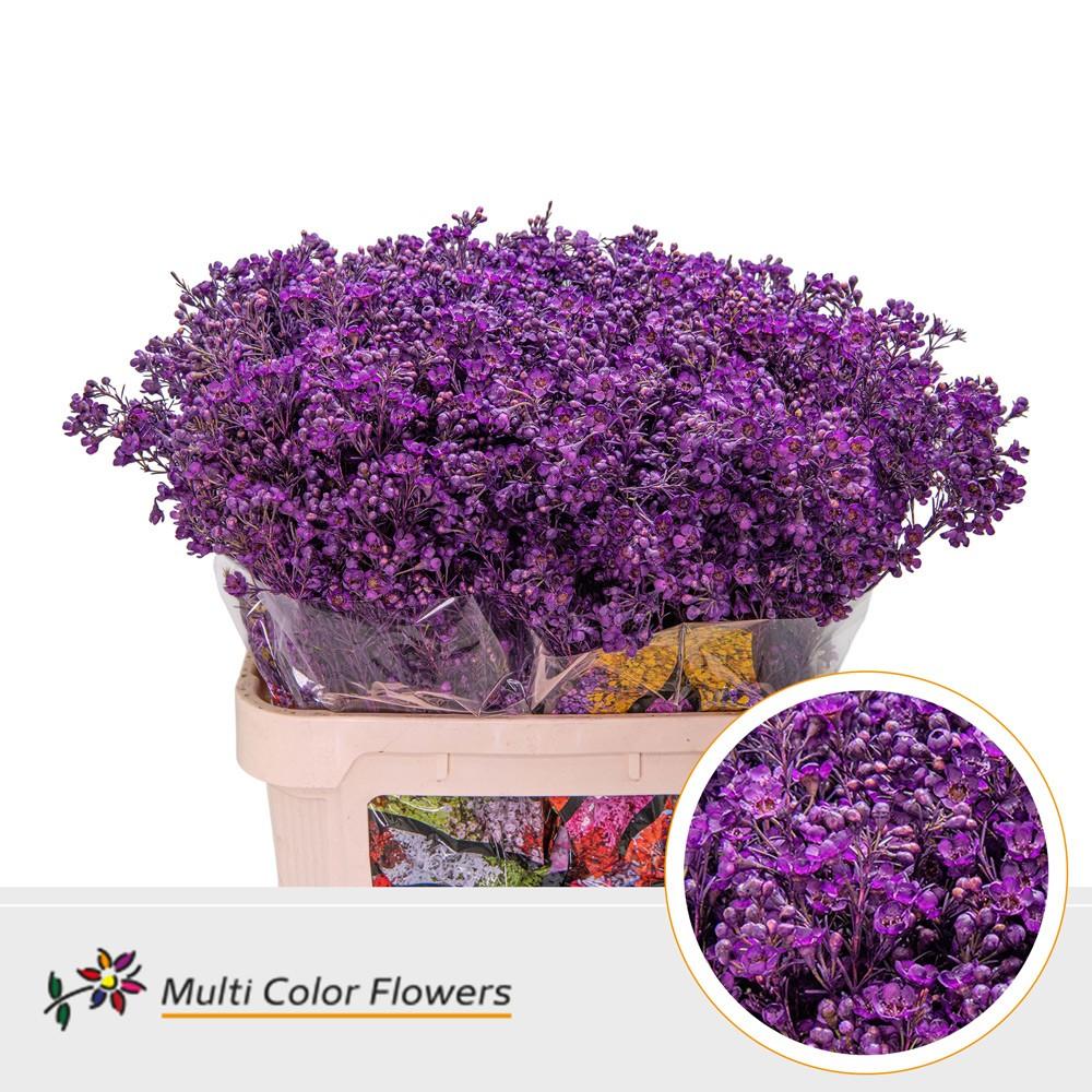 Срезанные цветы оптом Chamelaucium paint lilac dark от 75шт из Голландии с доставкой по России