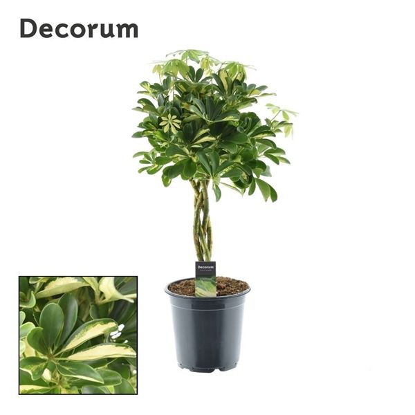 Горшечные цветы и растения оптом Schefflera Gold Capella Twisted Stem Stam (decorum от 1шт из Голландии с доставкой по России