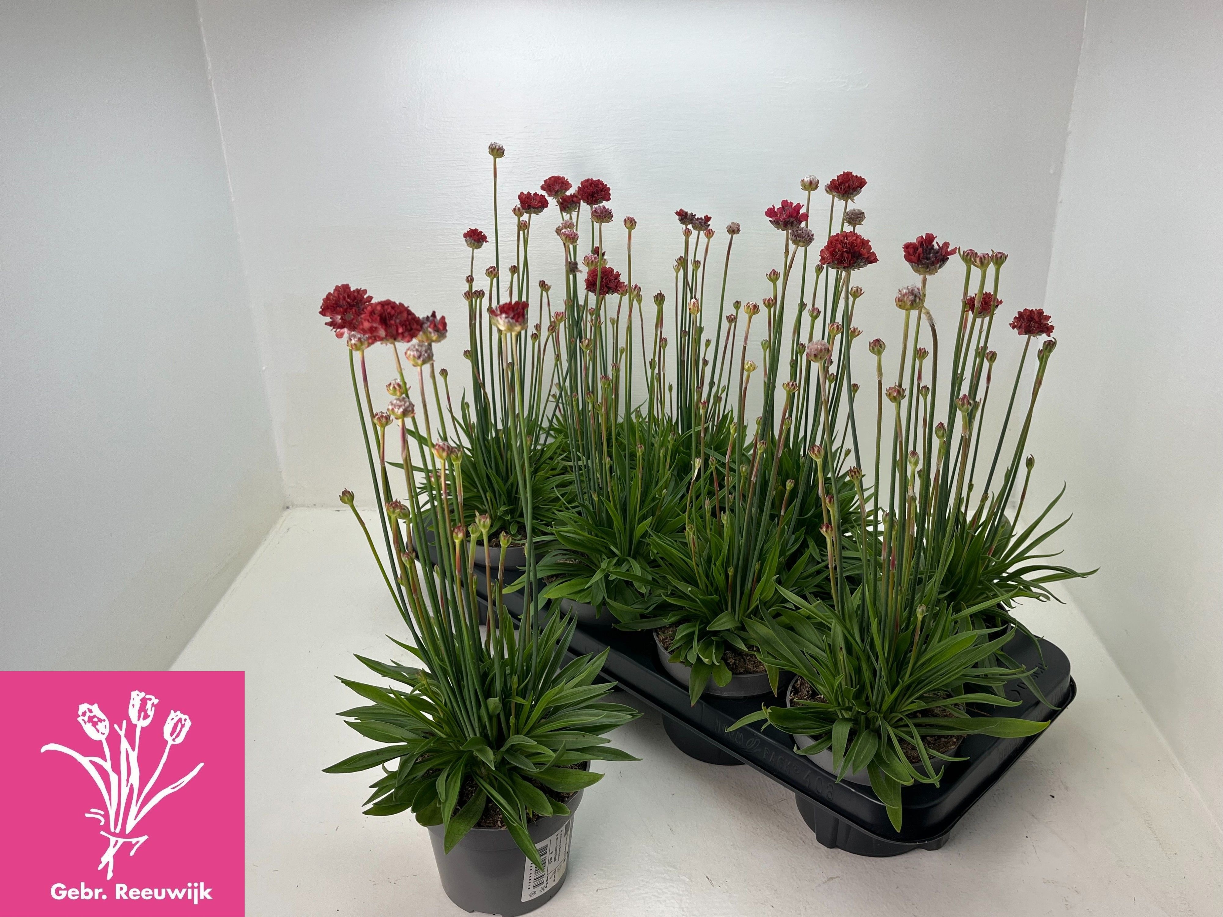 Горшечные цветы и растения оптом Arme Ps Ballerin Red от 8шт из Голландии с доставкой по России