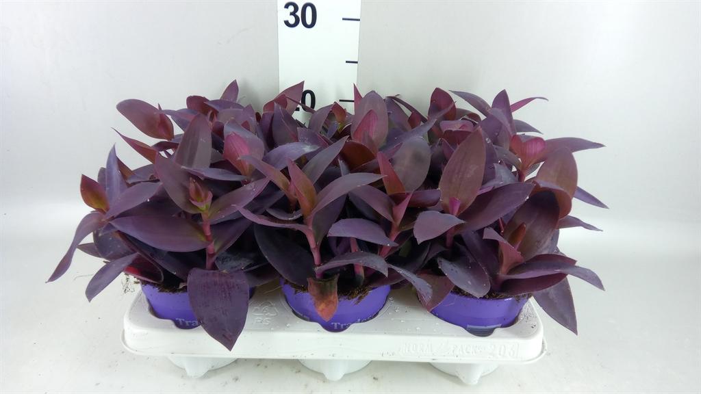 Горшечные цветы и растения оптом Tradescantia ... A от 6шт из Голландии с доставкой по России