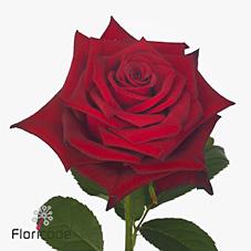 Срезанные цветы оптом Rosa large monte carlo от 50шт из Голландии с доставкой по России