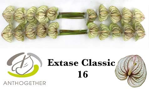 Срезанные цветы оптом Anthurium extase (classic) от 16шт из Голландии с доставкой по России