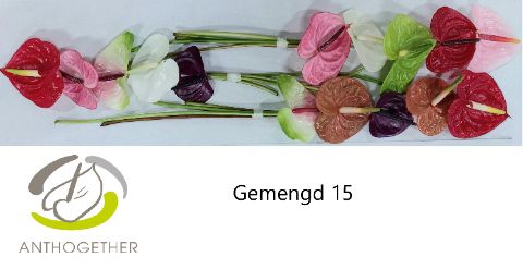 Срезанные цветы оптом Anthurium mix in box от 15шт из Голландии с доставкой по России